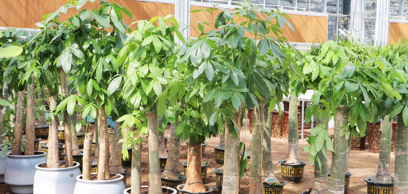 自治區(qū)綠色優(yōu)質(zhì)果蔬展銷中心psd-恢復(fù)的_24.jpg 自治區(qū)綠色優(yōu)質(zhì)果蔬展銷中心psd-恢復(fù)的_24.jpg